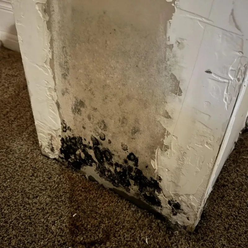 Professional Mold Removal in Tualatin, OR